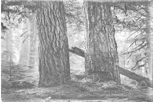 Schwarz-weiß-Foto eines Fahrrads auf dem Waldboden umgeben von hohen Rotbuchen.