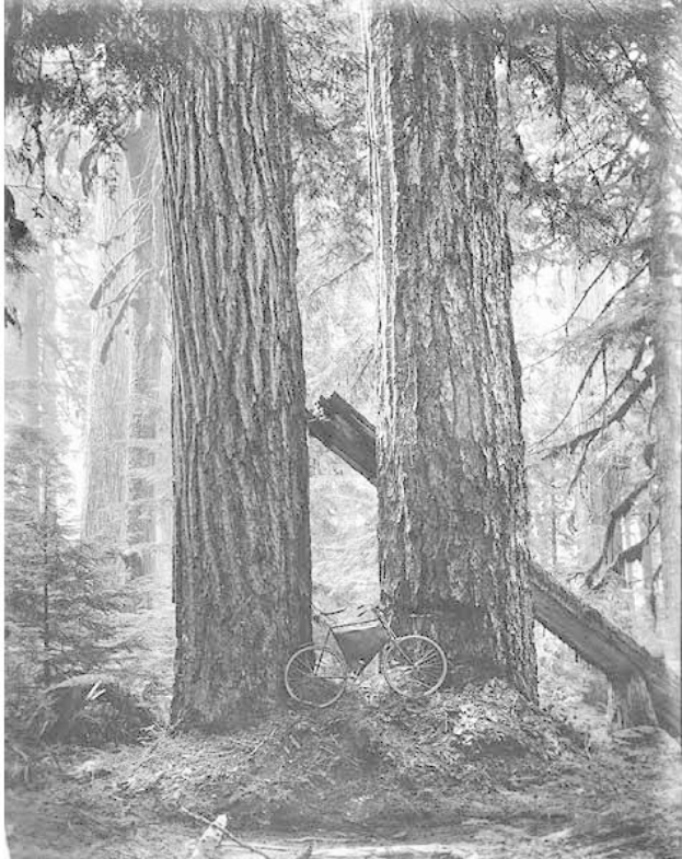 Schwarz-weiß-Foto eines Fahrrads auf dem Waldboden umgeben von hohen Rotbuchen.