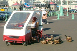 Eine Person in einem Fahrzeug hält Leinen fest, die an Hunden neben ihnen befestigt sind, mit Gebäuden und anderen Fahrzeugen im Hintergrund sichtbar.