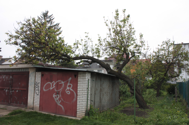 Ein umgestürzter Baum liegt auf einem graffiti-beschmierten Gebäude, umgeben von Gras, Pflanzen, einem Zaun und anderen Bäumen, mit Gebäuden und einem klaren blauen Himmel im Hintergrund.