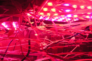 Drei Männer wegen Cannabis-Anbaus festgenommen
