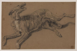 Ein grauer Windhund mit hellgrauem Fell liegt auf dem Rücken, der Mund ist offen, die Augen weit, die Ohren gespitzt und der Schwanz ist um den Körper gewickelt.