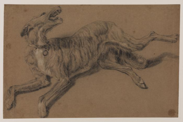 Ein grauer Windhund mit hellgrauem Fell liegt auf dem Rücken, der Mund ist offen, die Augen weit, die Ohren gespitzt und der Schwanz ist um den Körper gewickelt.