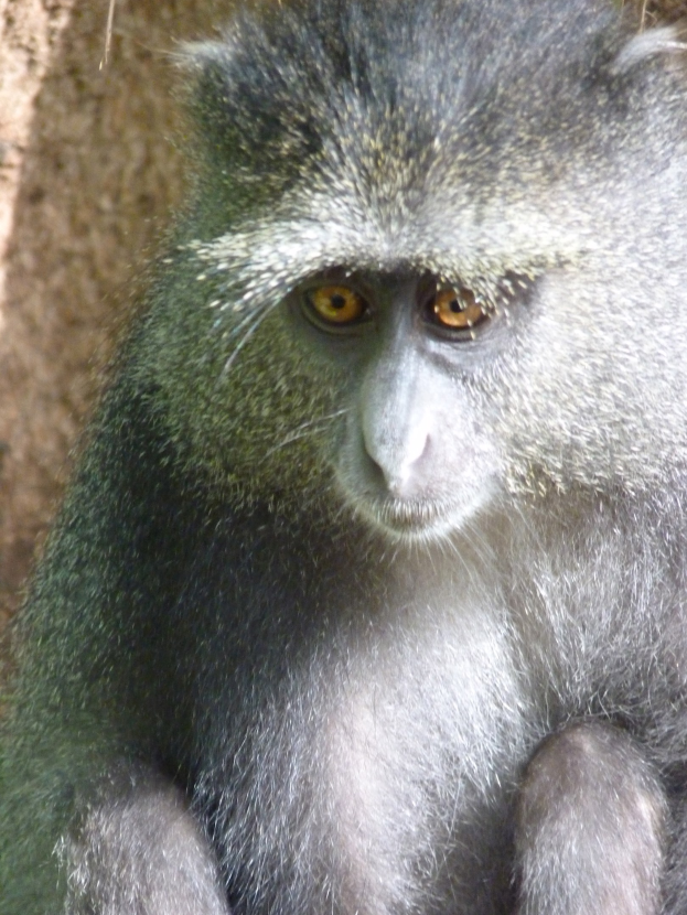 Ein Grüner Meerkatzer Affe mit grauer Fellfarbe und einem weißen Gesicht sitzt wachsam auf einem Felsen, die Hände verschränkt, schaut in die Ferne mit einer Wand im Hintergrund.