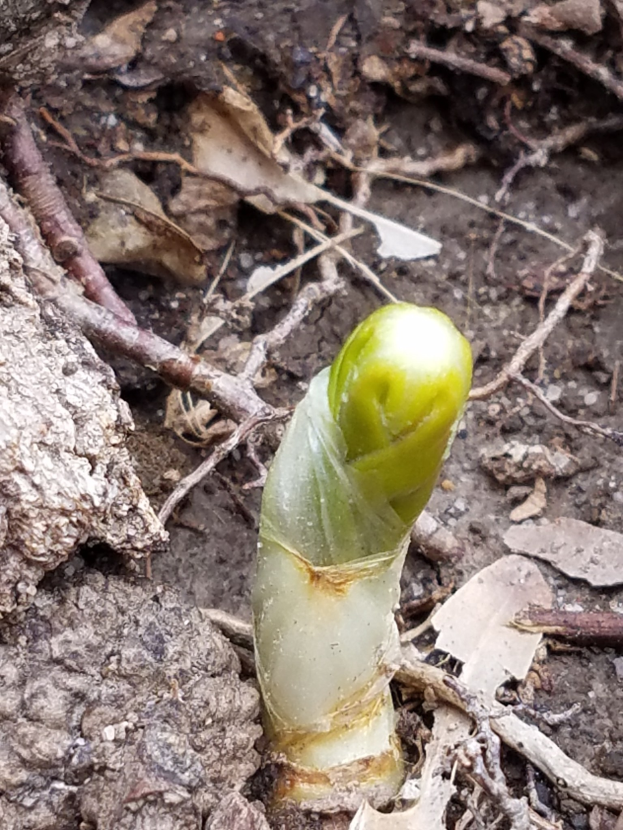 Nahaufnahme einer grünen Spargelpflanze, die aus der Erde wächst und von trockenen Blättern und Zweigen umgeben ist.