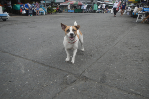 Ein Hund läuft die Straße vor einem Markt entlang, umgeben von Menschen mit Taschen, Fahrzeugen, Ständen, Schirmen und anderen Gegenständen im Hintergrund unter einem klaren blauen Himmel.