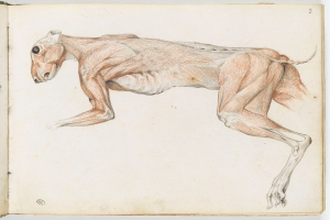 Detailgenauer anatomischer Zeichnung eines Windhunds auf einem offenen Buch, die seine Muskeln einschließlich Kopf, Hals und Beine zeigt.