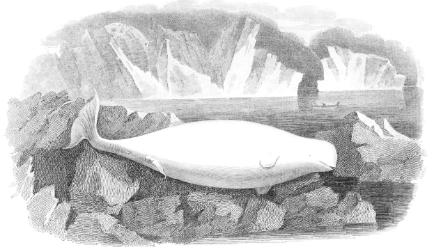 Schwarze und weiße Zeichnung eines Wals auf einem Felsen umgeben von Eisbergen, mit Text unten.