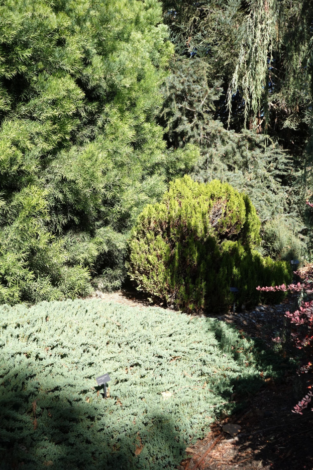 Ein Garten mit dichtem Grün und Bäumen über einer sichtbaren Bodenbasis.
