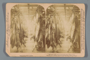 Ein Schwarz-Weiß-Foto einer Gruppe von Tieren, die von der Decke eines Schlachthofs hängen, mit Text auf einem Blatt Papier vor ihnen.