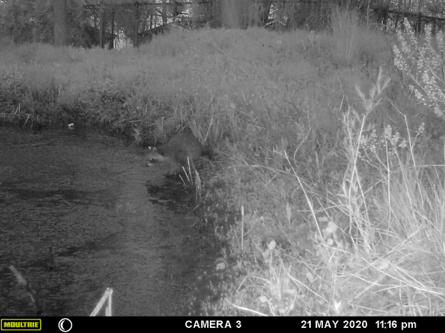 Ein Schwarz-Weiß-Foto eines Waschbärs im Wald umgeben von Pflanzen und Bäumen, mit Text und Zahlen unten, die das Datum Mai 21, 2020 angeben.