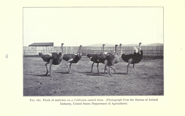 Eine Schar von Straußen auf einer Kalifornischen Straußenfarm, mit einem Zaun, Haus und Himmel im Hintergrund und Text unten.