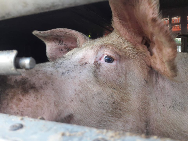 Ein Schwein schaut aus dem Fenster eines Lastwagens mit einem metallischen Objekt im Vordergrund und Bäumen im Hintergrund, das besorgt aussieht.