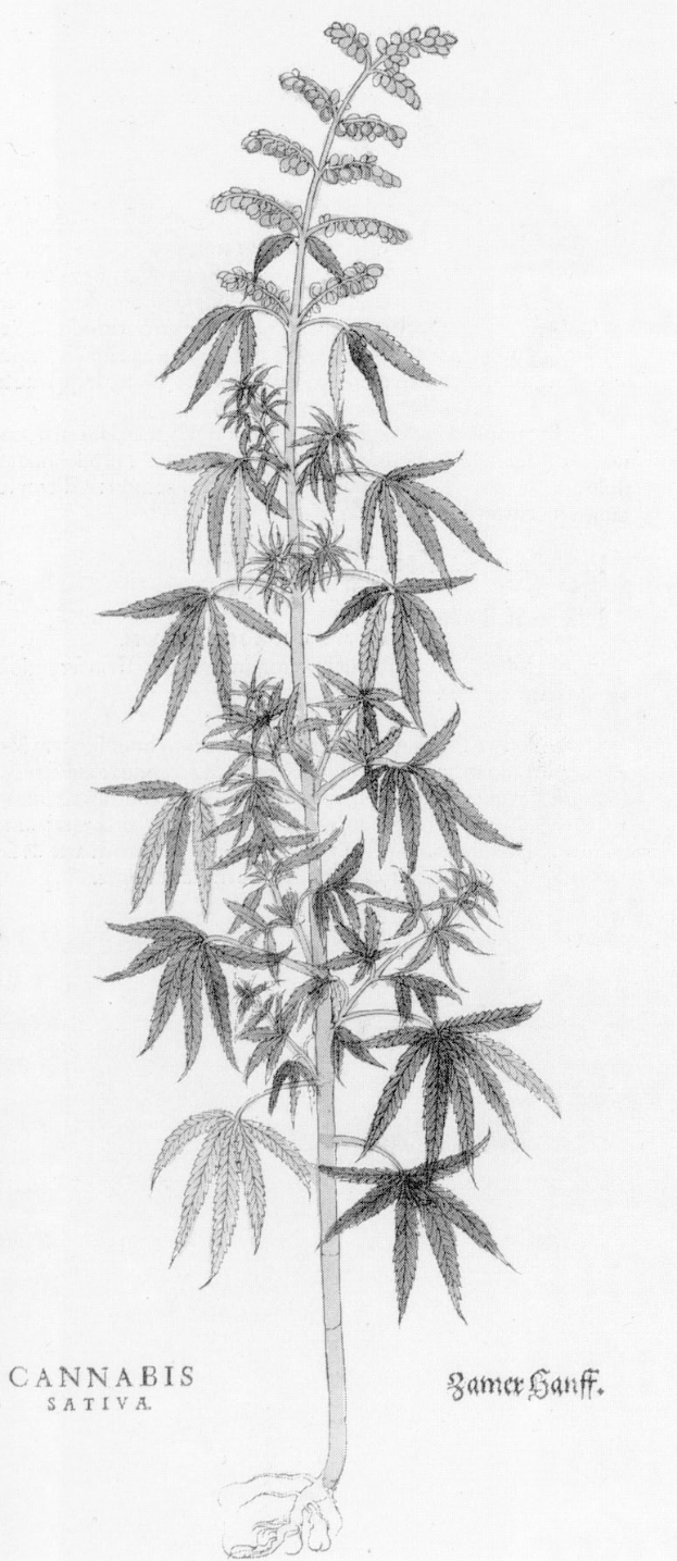 Schwarze und wei├če Strichzeichnung einer Cannabis sativa-Pflanze mit sichtbaren Bl├Ąttern und Stielen, beschriftet mit "Cannabis Sativa" unten.